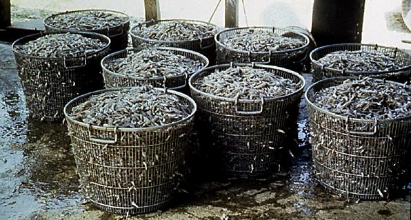 Shrimp in baskets