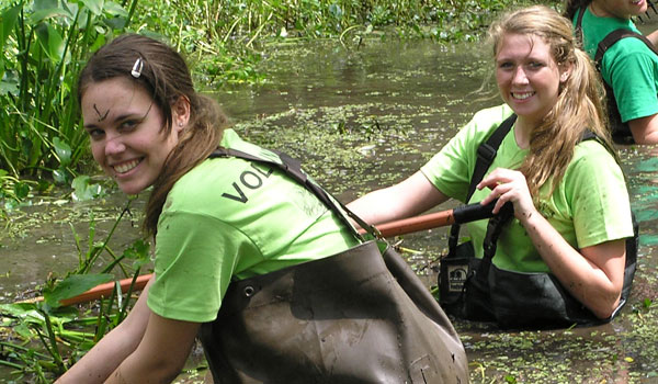Volunteers Waist Deep to Remove Invasive Species - BTNEP, Mel Landry