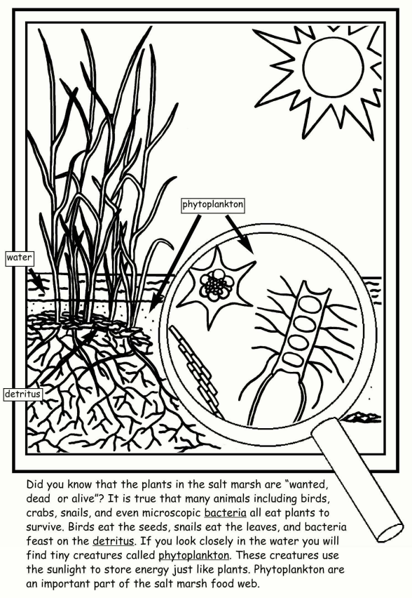 Salt Marsh Activity